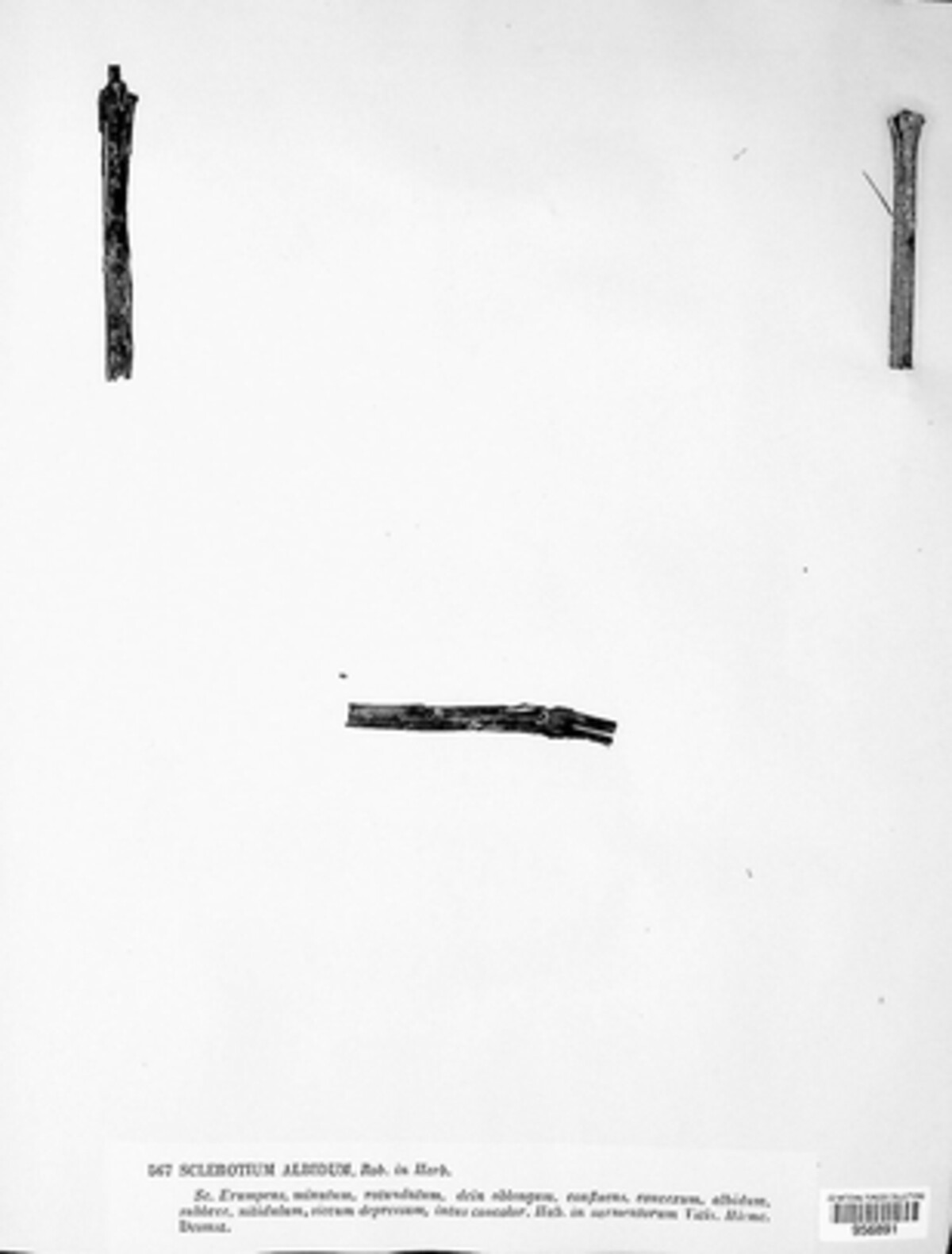 Sclerotium albidum image